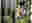 Beth Clark - Locked Down Two colour imagess of a woodland floor covered in bluebells. The image on the left is of the whole forest, the image on the right is a close up of one bluebell.